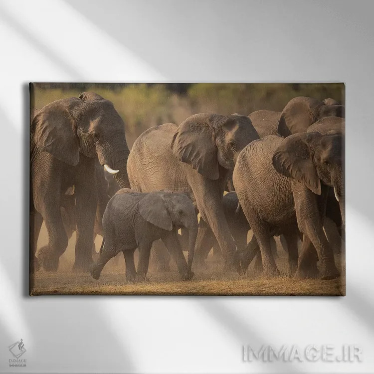 تابلو خانواده فیلها اثر دیوید وولَن - نمای روبهرو روی دیوار
