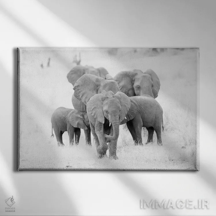تابلو خانواده فیلها در سیاه و سفید اثر دیوید وولَن - نمای روبهرو روی دیوار