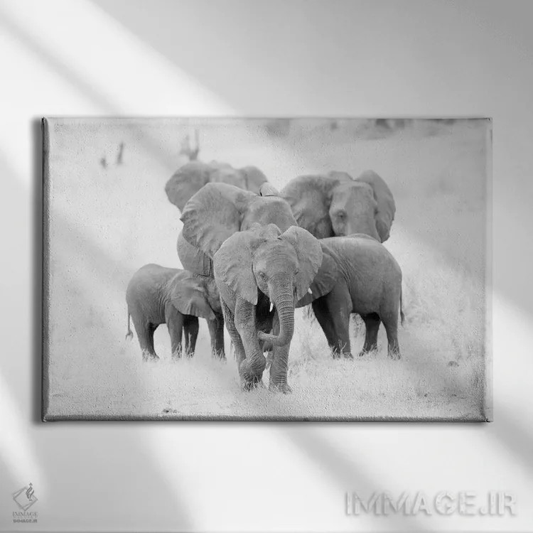 تابلو خانواده فیلها در سیاه و سفید اثر دیوید وولَن - نمای روبهرو روی دیوار