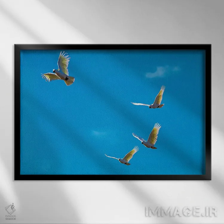 تابلو کاکاتوها در پرواز اثر دیوید وولَن - نمای قابدار مشکی