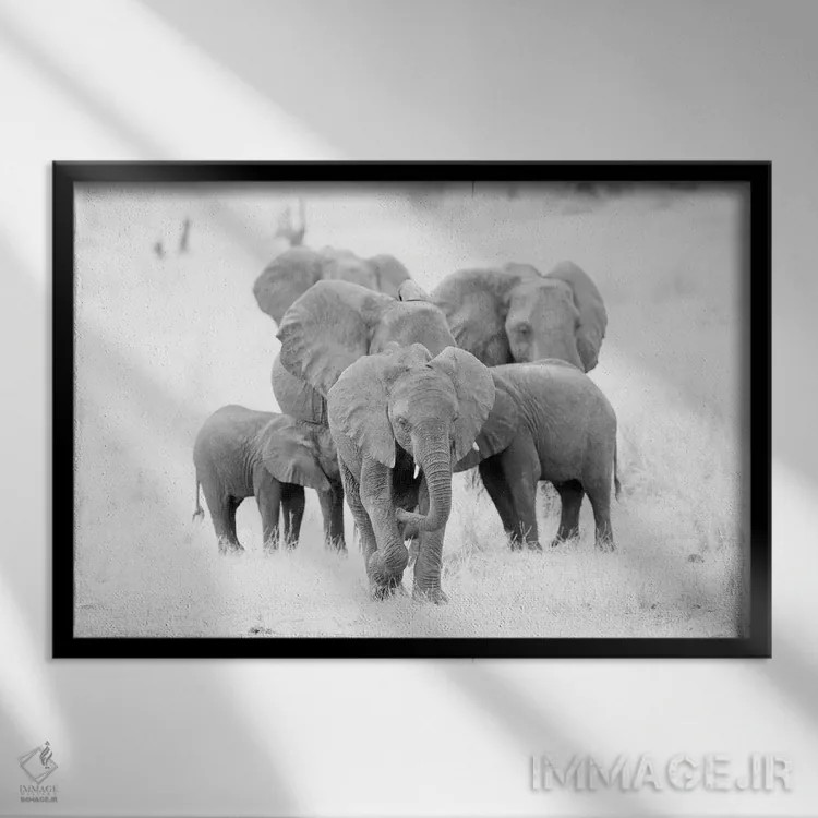 تابلو خانواده فیلها در سیاه و سفید اثر دیوید وولَن - نمای قابدار مشکی