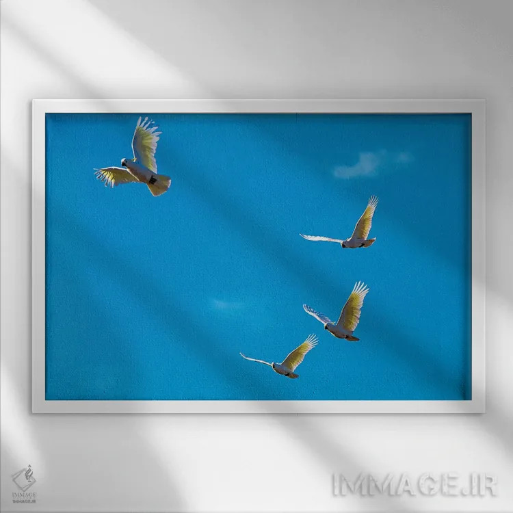 تابلو کاکاتوها در پرواز اثر دیوید وولَن - نمای قابدار سفید