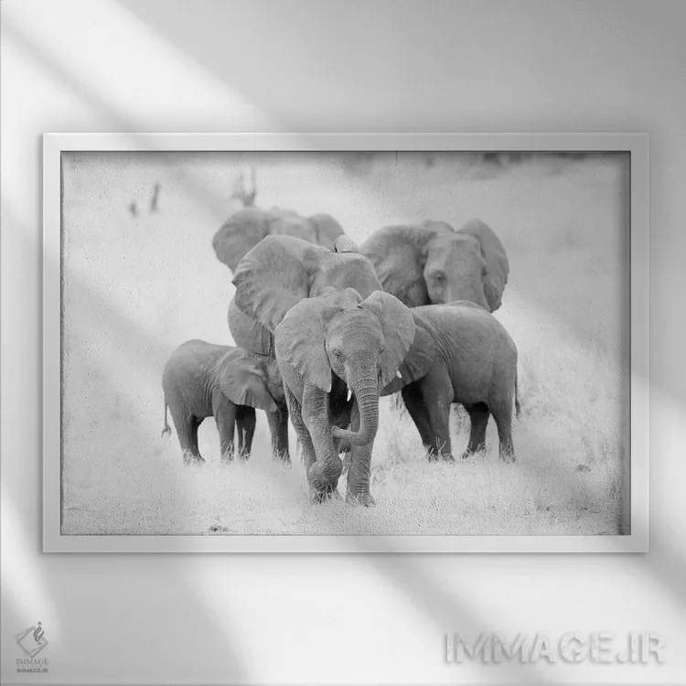 تابلو خانواده فیلها در سیاه و سفید اثر دیوید وولَن - نمای قابدار سفید