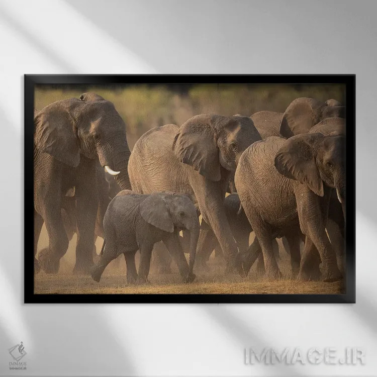 تابلو خانواده فیلها اثر دیوید وولَن - نمای قابدار مشکی