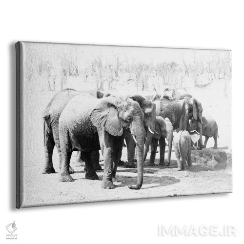تابلو فیلهای هوانگه (پارک ملی زیمبابوه) اثر دیوید وولَن - نمای پرسپکتیو محصول