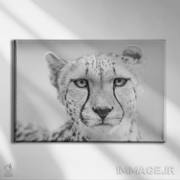 تابلو کولیندا (نام حیوان یا فرد) اثر دیوید وولَن - نمای روبهرو روی دیوار