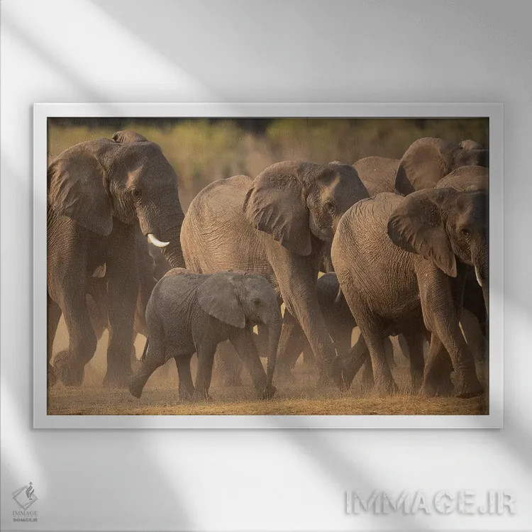 تابلو خانواده فیلها اثر دیوید وولَن - نمای قابدار سفید