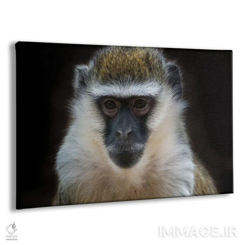 تابلو میمون وروت (رنگی) اثر دیوید وولَن - نمای پرسپکتیو محصول