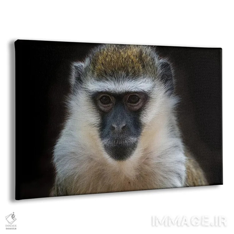 تابلو میمون وروت (رنگی) اثر دیوید وولَن - نمای پرسپکتیو محصول