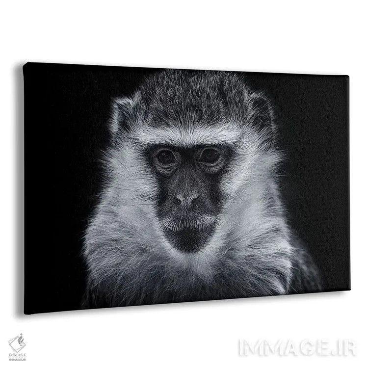 تابلو میمون وروت اثر دیوید وولَن - نمای پرسپکتیو محصول