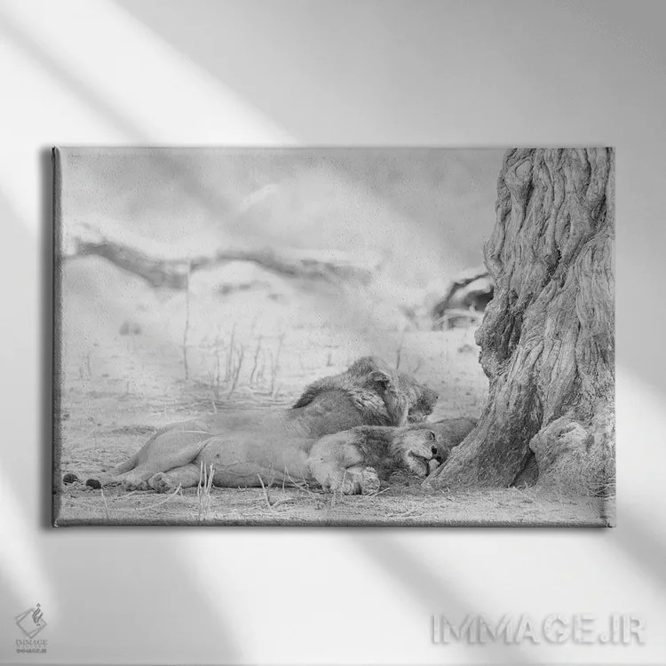 تابلو شیرهای خوابیده اثر دیوید وولَن - نمای روبهرو روی دیوار