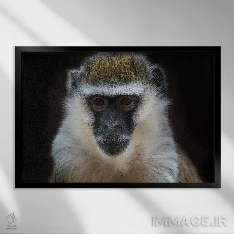 تابلو میمون وروت (رنگی) اثر دیوید وولَن - نمای قابدار مشکی