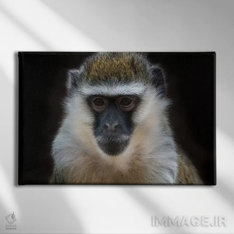 تابلو میمون وروت (رنگی) اثر دیوید وولَن - نمای روبهرو روی دیوار