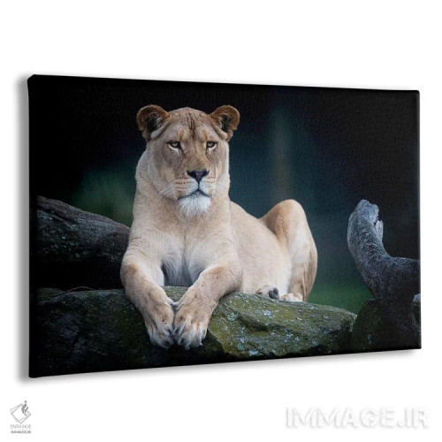 تابلو شیر سفید اثر دیوید وولَن - نمای پرسپکتیو محصول