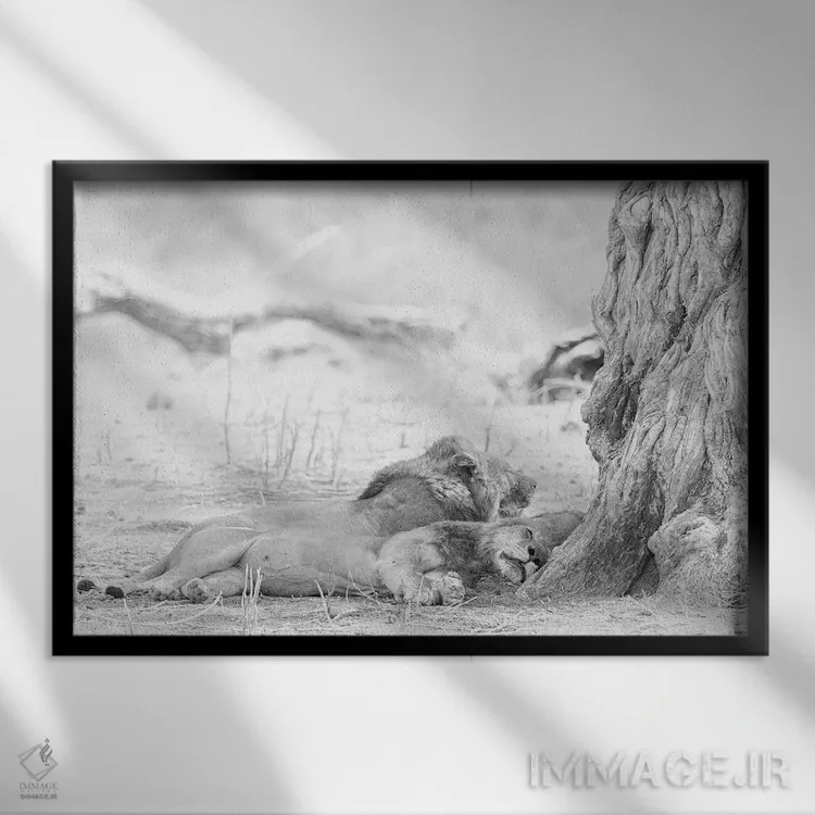 تابلو شیرهای خوابیده اثر دیوید وولَن - نمای قابدار مشکی