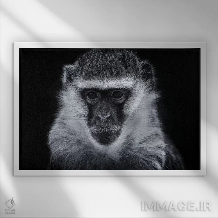 تابلو میمون وروت اثر دیوید وولَن - نمای قابدار سفید