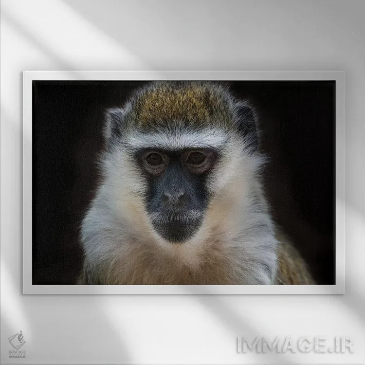 تابلو میمون وروت (رنگی) اثر دیوید وولَن - نمای قابدار سفید