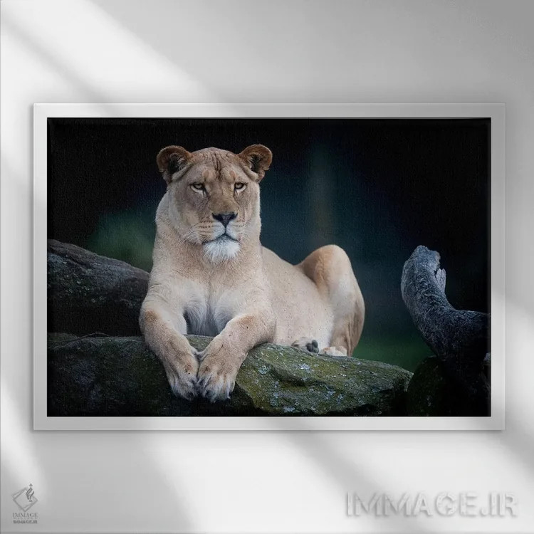 تابلو شیر سفید اثر دیوید وولَن - نمای قابدار سفید