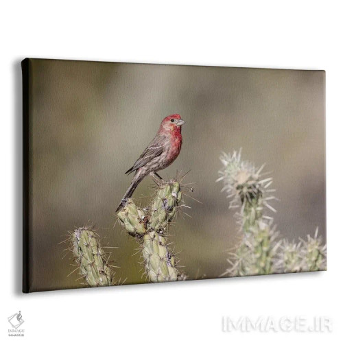 تابلو Buckeye, Arizona. House finch perched on a cholla cactus in the Sonoran Desert.,ایالات متحده، باکآی، آریزونا. فنج خانگی نشسته بر کاکتوس چولا در صحرای سونورا اثر دبورا وینچستر - نمای پرسپکتیو محصول