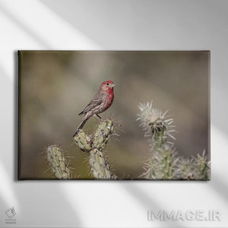 تابلو Buckeye, Arizona. House finch perched on a cholla cactus in the Sonoran Desert.,ایالات متحده، باکآی، آریزونا. فنج خانگی نشسته بر کاکتوس چولا در صحرای سونورا اثر دبورا وینچستر - نمای روبهرو روی دیوار