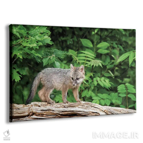 تابلو Minnesota Wildlife Connection, Sandborn, Minnesota. A grey fox kit stands on a fallen tree.,ایالات متحده، ارتباط حیات وحش مینهسوتا، سندبورن، مینهسوتا. بچه روباه خاکستری روی درخت افتاده ایستاده است اثر دبورا وینچستر - نمای پرسپکتیو محصول