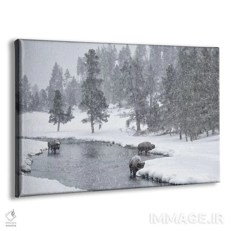 تابلو Nez Perce River, Yellowstone National Park, Wyoming. Bison in a snowstorm along the Nez Perce.,ایالات متحده، رودخانه نز پرس، پارک ملی یلواستون، وایومینگ. گاومیش آمریکایی در طوفان برف در امتداد نز پرس اثر دبورا وینچستر - نمای پرسپکتیو محصول