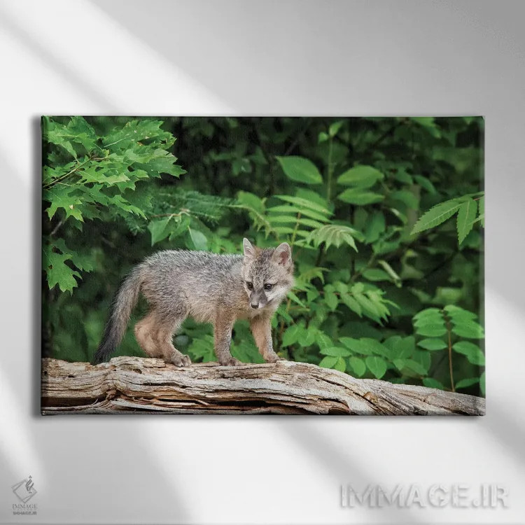 تابلو Minnesota Wildlife Connection, Sandborn, Minnesota. A grey fox kit stands on a fallen tree.,ایالات متحده، ارتباط حیات وحش مینهسوتا، سندبورن، مینهسوتا. بچه روباه خاکستری روی درخت افتاده ایستاده است اثر دبورا وینچستر - نمای روبهرو روی دیوار