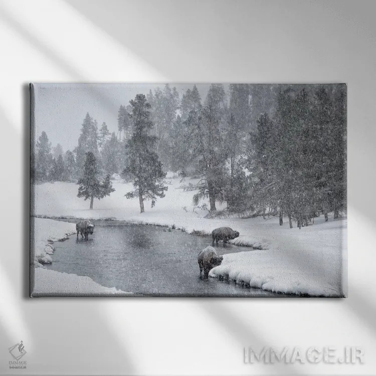 تابلو Nez Perce River, Yellowstone National Park, Wyoming. Bison in a snowstorm along the Nez Perce.,ایالات متحده، رودخانه نز پرس، پارک ملی یلواستون، وایومینگ. گاومیش آمریکایی در طوفان برف در امتداد نز پرس اثر دبورا وینچستر - نمای روبهرو روی دیوار