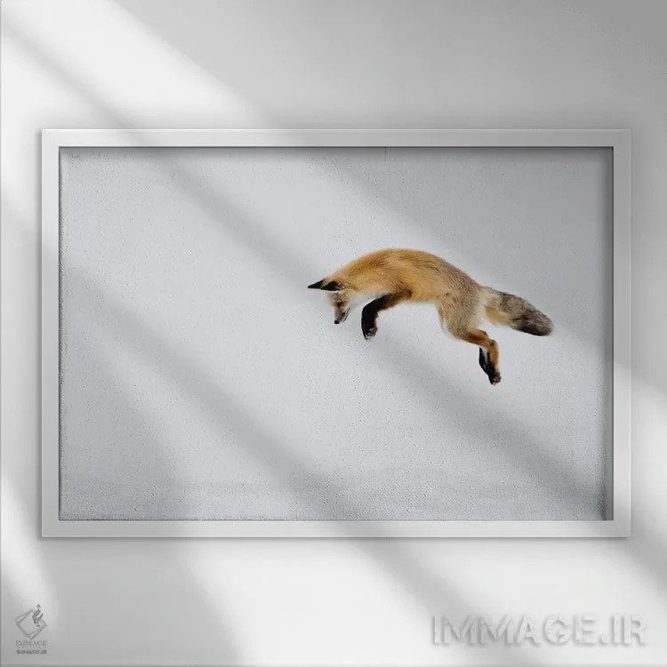 تابلو Yellowstone National Park, Wyoming,روباه قرمز در حال پریدن برای شکار زیر برف، پارک ملی یلواستون، وایومینگ اثر دبورا وینچستر - نمای قابدار سفید