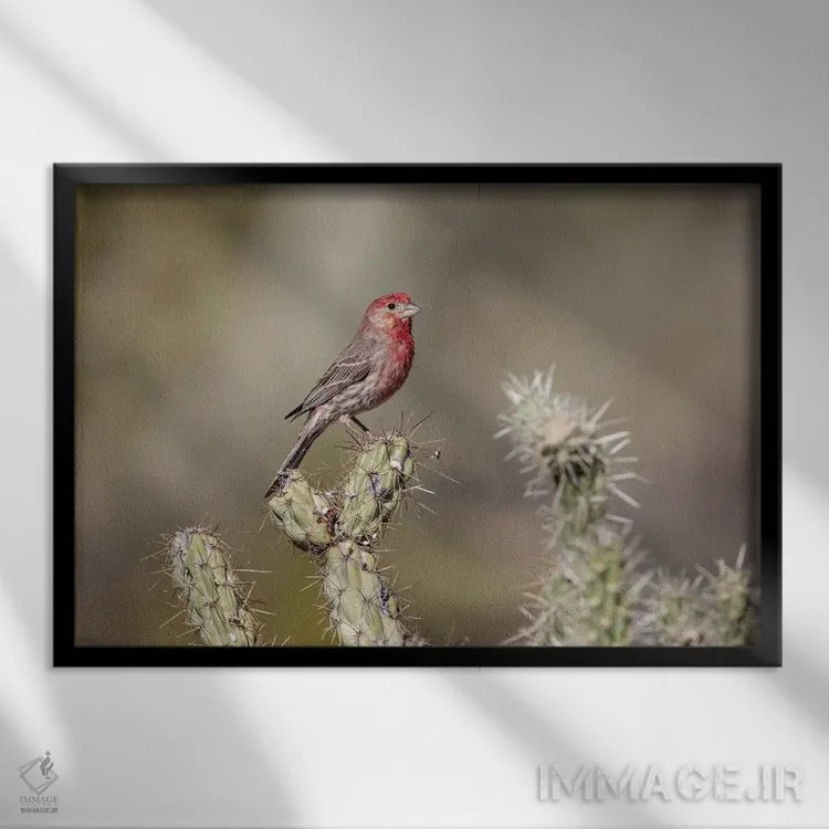 تابلو Buckeye, Arizona. House finch perched on a cholla cactus in the Sonoran Desert.,ایالات متحده، باکآی، آریزونا. فنج خانگی نشسته بر کاکتوس چولا در صحرای سونورا اثر دبورا وینچستر - نمای قابدار مشکی