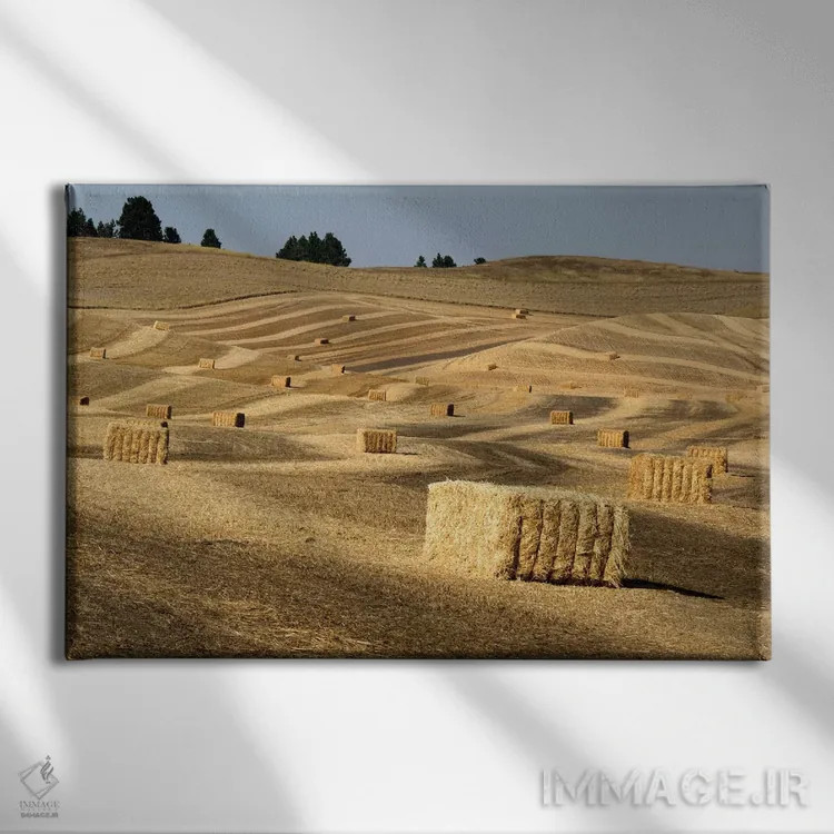 تابلو Washington State, Palouse. Bales of straw in field.,ایالات متحده، ایالت واشنگتن، پالوس. بستههای کاه در مزرعه اثر دبورا وینچستر - نمای روبهرو روی دیوار