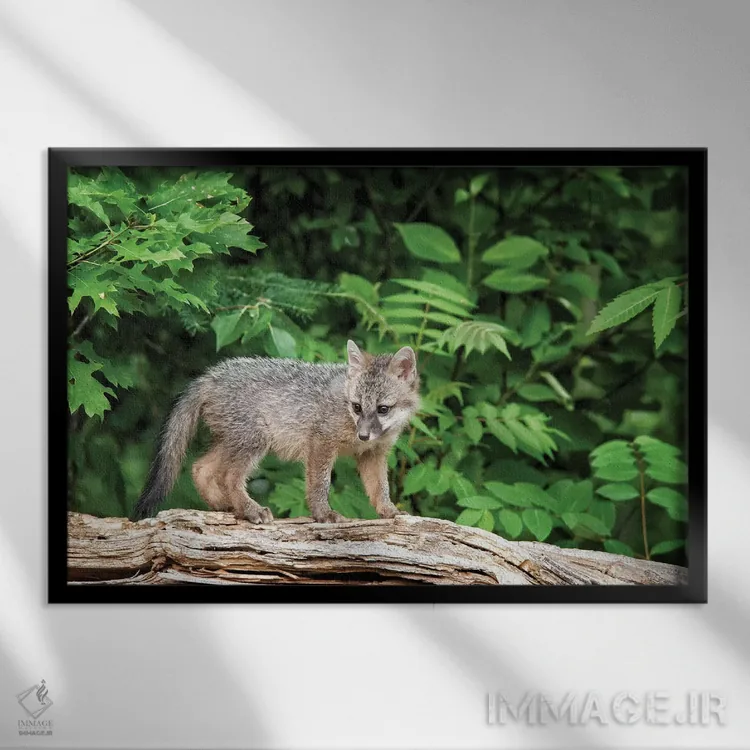 تابلو Minnesota Wildlife Connection, Sandborn, Minnesota. A grey fox kit stands on a fallen tree.,ایالات متحده، ارتباط حیات وحش مینهسوتا، سندبورن، مینهسوتا. بچه روباه خاکستری روی درخت افتاده ایستاده است اثر دبورا وینچستر - نمای قابدار مشکی