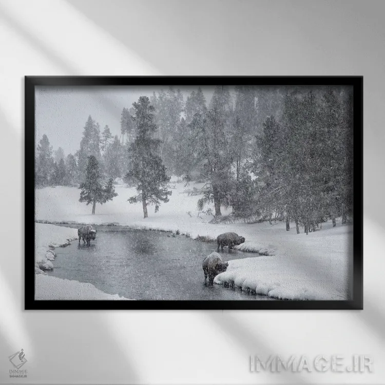 تابلو Nez Perce River, Yellowstone National Park, Wyoming. Bison in a snowstorm along the Nez Perce.,ایالات متحده، رودخانه نز پرس، پارک ملی یلواستون، وایومینگ. گاومیش آمریکایی در طوفان برف در امتداد نز پرس اثر دبورا وینچستر - نمای قابدار مشکی