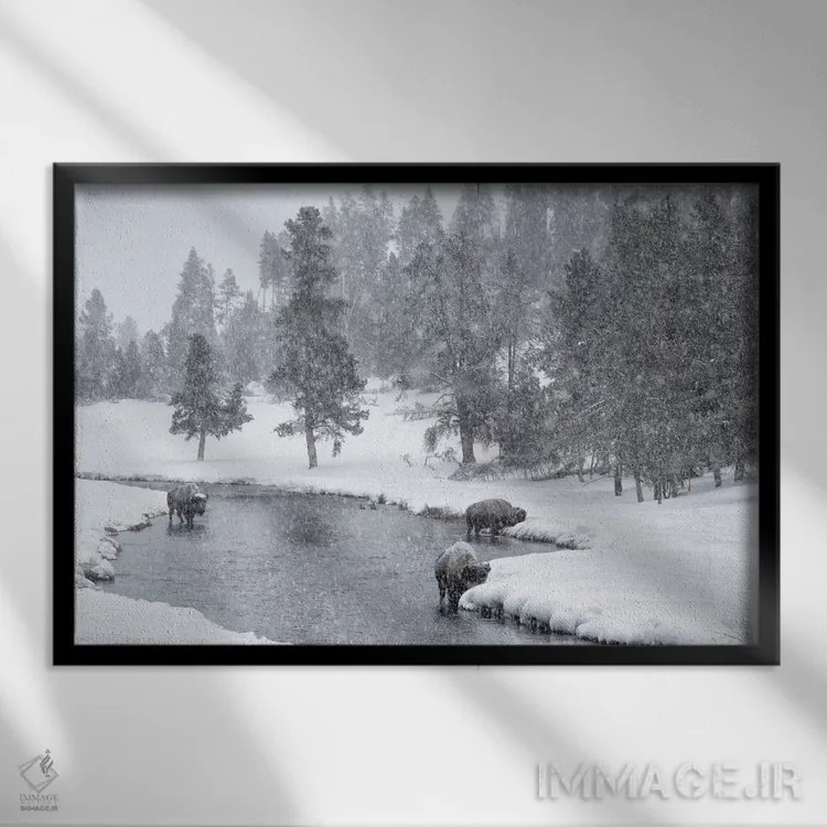 تابلو Nez Perce River, Yellowstone National Park, Wyoming. Bison in a snowstorm along the Nez Perce.,ایالات متحده، رودخانه نز پرس، پارک ملی یلواستون، وایومینگ. گاومیش آمریکایی در طوفان برف در امتداد نز پرس اثر دبورا وینچستر - نمای قابدار مشکی