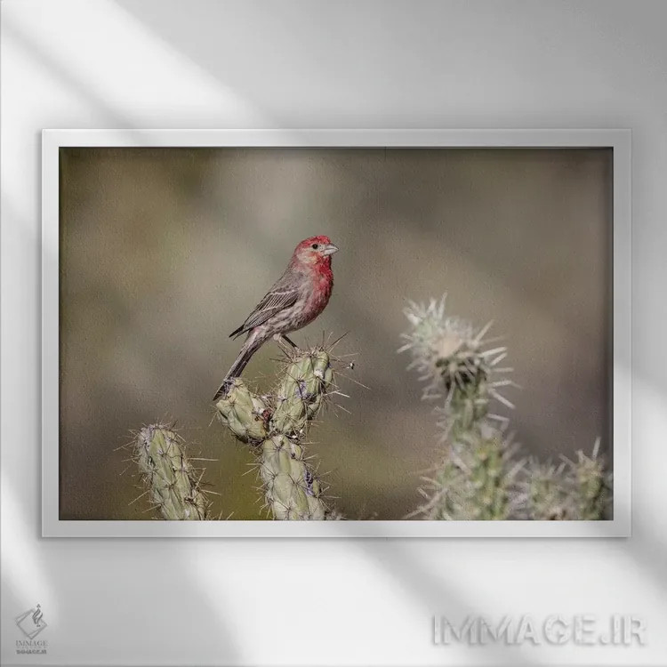 تابلو Buckeye, Arizona. House finch perched on a cholla cactus in the Sonoran Desert.,ایالات متحده، باکآی، آریزونا. فنج خانگی نشسته بر کاکتوس چولا در صحرای سونورا اثر دبورا وینچستر - نمای قابدار سفید