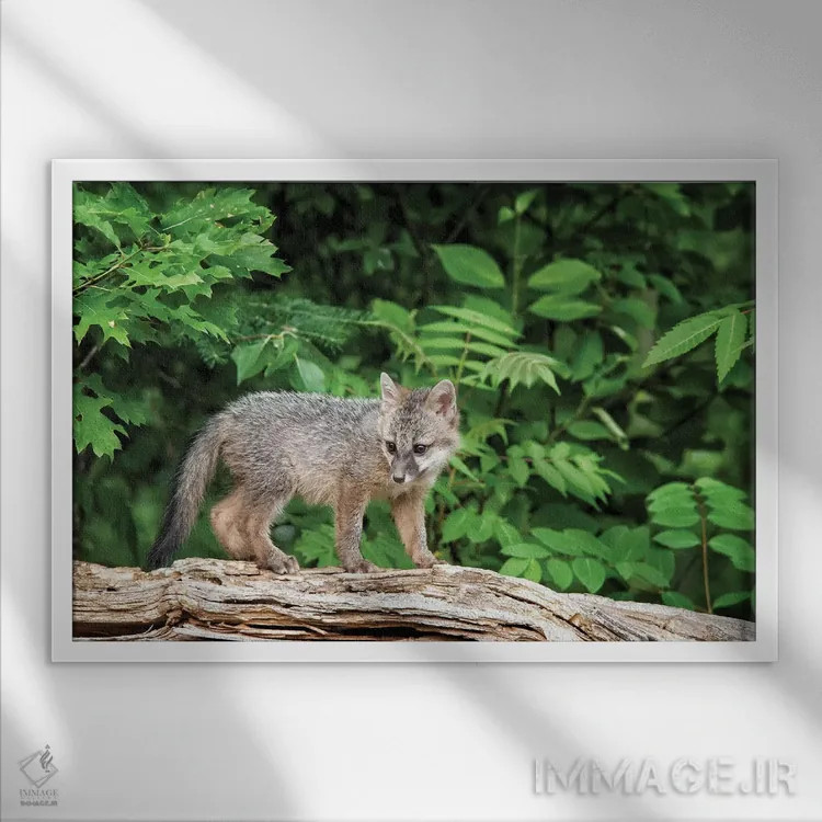 تابلو Minnesota Wildlife Connection, Sandborn, Minnesota. A grey fox kit stands on a fallen tree.,ایالات متحده، ارتباط حیات وحش مینهسوتا، سندبورن، مینهسوتا. بچه روباه خاکستری روی درخت افتاده ایستاده است اثر دبورا وینچستر - نمای قابدار سفید