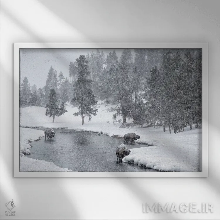 تابلو Nez Perce River, Yellowstone National Park, Wyoming. Bison in a snowstorm along the Nez Perce.,ایالات متحده، رودخانه نز پرس، پارک ملی یلواستون، وایومینگ. گاومیش آمریکایی در طوفان برف در امتداد نز پرس اثر دبورا وینچستر - نمای قابدار سفید
