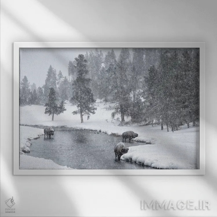تابلو Nez Perce River, Yellowstone National Park, Wyoming. Bison in a snowstorm along the Nez Perce.,ایالات متحده، رودخانه نز پرس، پارک ملی یلواستون، وایومینگ. گاومیش آمریکایی در طوفان برف در امتداد نز پرس اثر دبورا وینچستر - نمای قابدار سفید