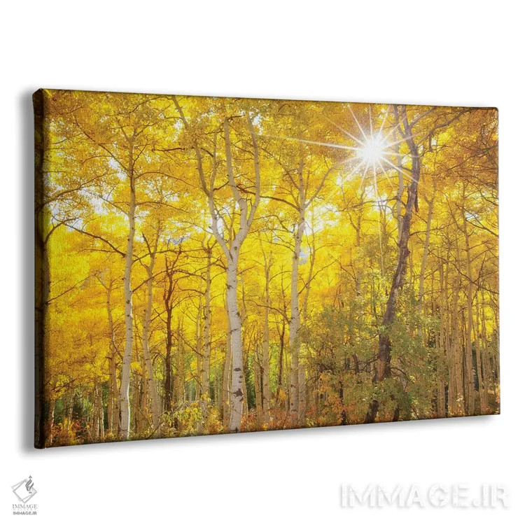 تابلو صبحگاه آسپن اثر دارن وایت فوتوگرافی (عکاس) - نمای پرسپکتیو محصول