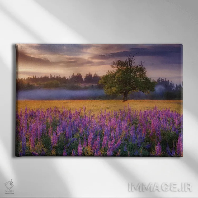 تابلو طلوع صبحگاهی لوپین (گل لوپین) اثر دارن وایت فوتوگرافی (عکاس) - نمای روبهرو روی دیوار