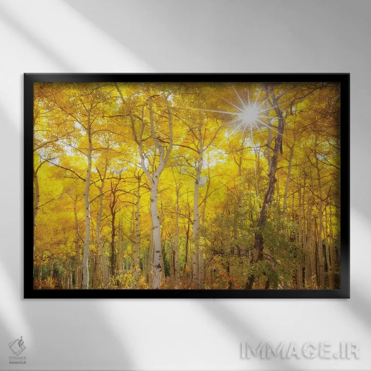 تابلو صبحگاه آسپن اثر دارن وایت فوتوگرافی (عکاس) - نمای قابدار مشکی