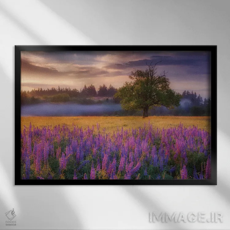 تابلو طلوع صبحگاهی لوپین (گل لوپین) اثر دارن وایت فوتوگرافی (عکاس) - نمای قابدار مشکی