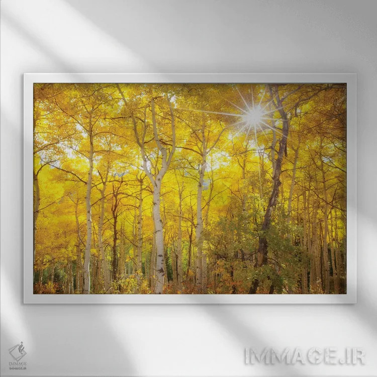 تابلو صبحگاه آسپن اثر دارن وایت فوتوگرافی (عکاس) - نمای قابدار سفید