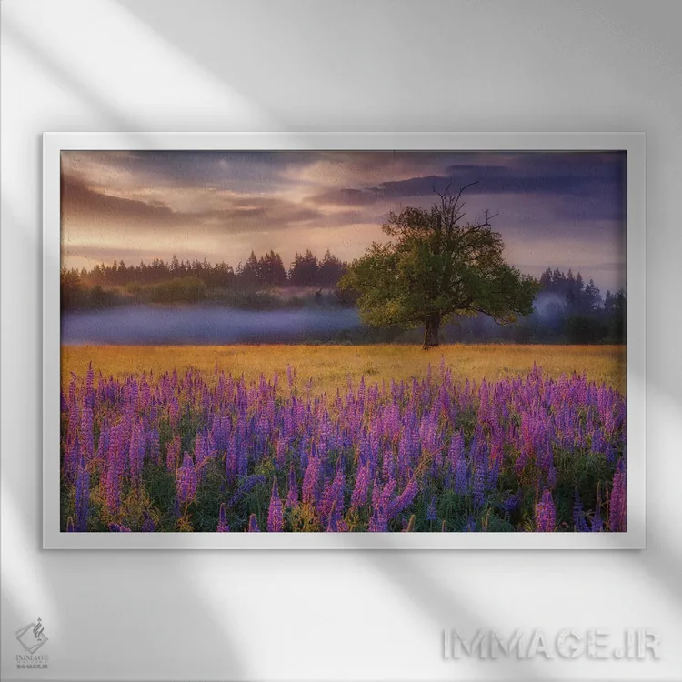 تابلو طلوع صبحگاهی لوپین (گل لوپین) اثر دارن وایت فوتوگرافی (عکاس) - نمای قابدار سفید