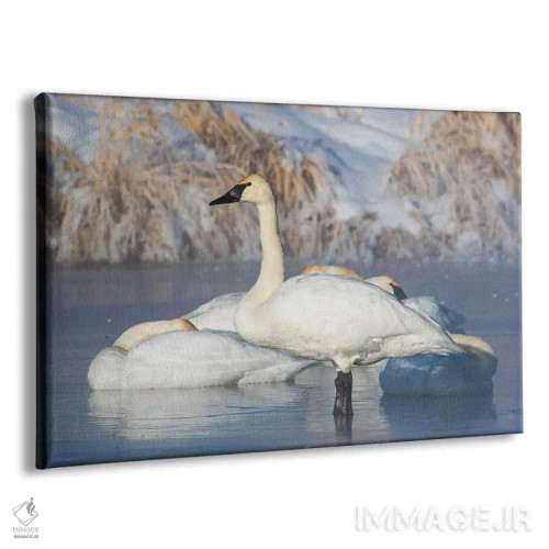 تابلو آمریکا، شهرستان سابلت، وایومینگ، گروهی قو ترومپتزن در حال استراحت روی برکهٔ یخزده اثر الیزابت بوم - نمای پرسپکتیو محصول