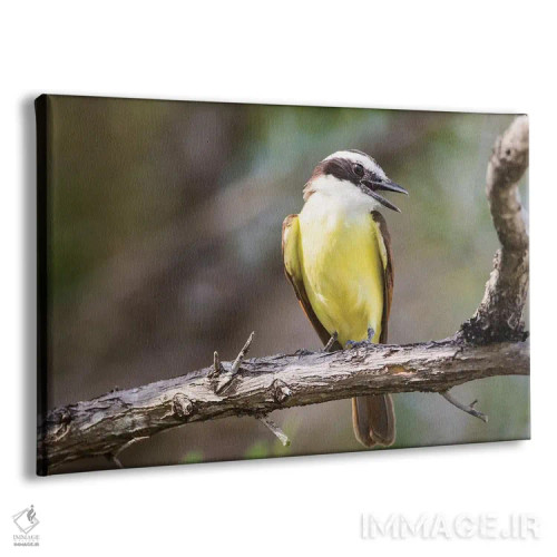 تابلو بلیز، امبرگریس کی، صدای پرندهٔ کیسکادی بزرگ از شاخه اثر الیزابت بوم - نمای پرسپکتیو محصول