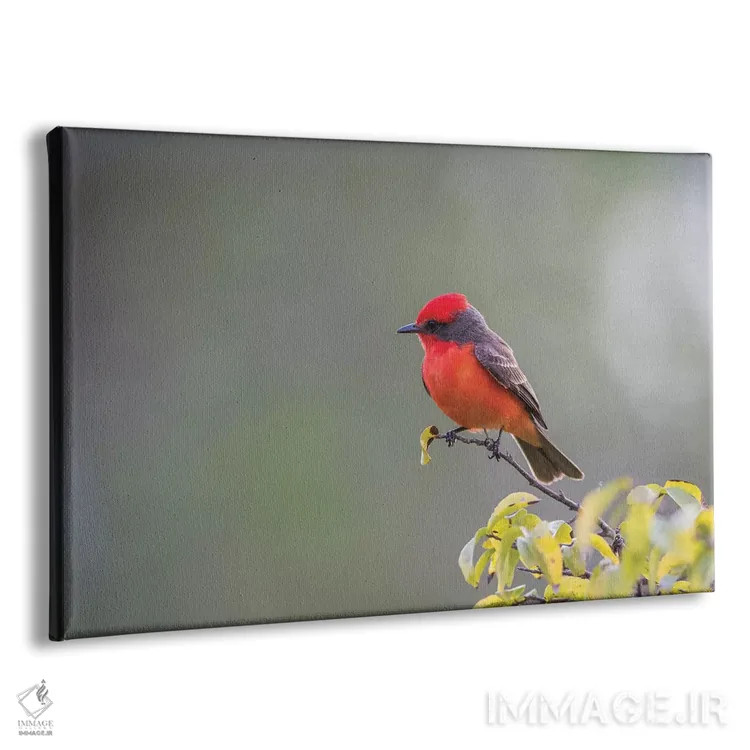 تابلو بلیز، پناهگاه حیاتوحش کروکد تری، فنچ سرخ نر نشسته بر شاخه اثر الیزابت بوم - نمای پرسپکتیو محصول