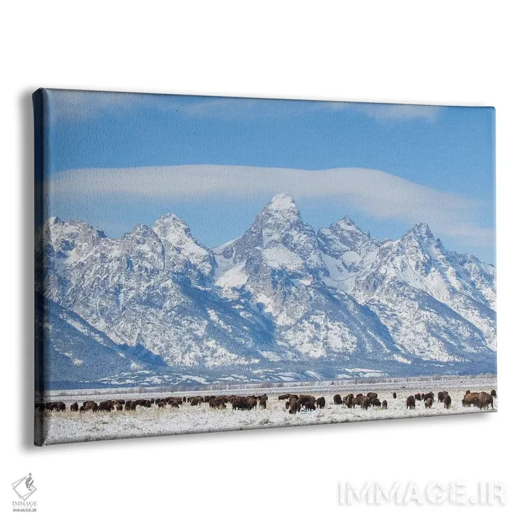 تابلو آمریکا، وایومینگ، پارک ملی گرند تتون، گله بوفالو در حال چرا در زمستان اثر الیزابت بوم - نمای پرسپکتیو محصول
