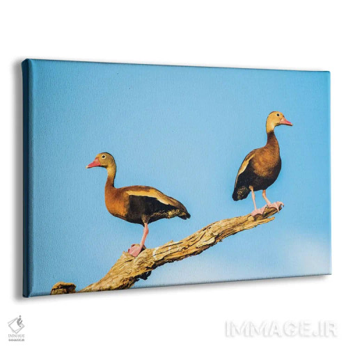 تابلو بلیز، پناهگاه حیاتوحش کروکد تری، دو اردک درختی شکمسیاه نشسته بر شاخهٔ خشک اثر الیزابت بوم - نمای پرسپکتیو محصول
