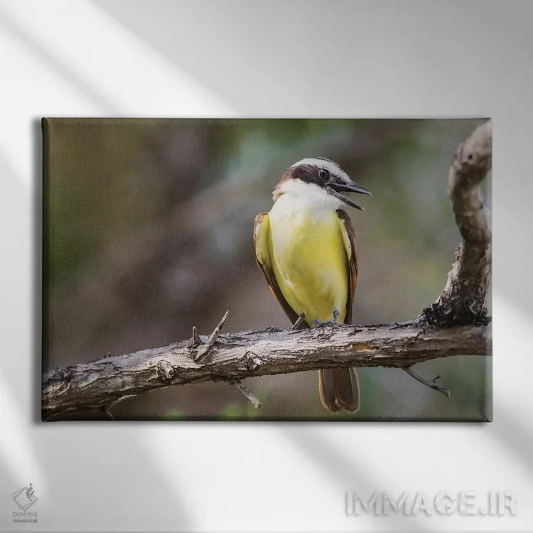 تابلو بلیز، امبرگریس کی، صدای پرندهٔ کیسکادی بزرگ از شاخه اثر الیزابت بوم - نمای روبهرو روی دیوار